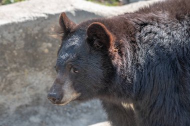 Amerikan siyah ayısının yakın plan fotoğrafı (Ursus americanus)