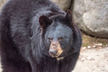 Amerikan siyah ayısının yakın plan fotoğrafı (Ursus americanus).