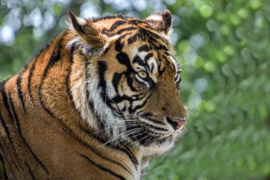 Amur kaplanı (Panthera tigris tigris tigris, eski adıyla Sibirya kaplanı))