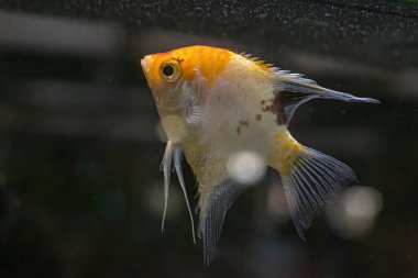 Melek balığı (Pterophyllum scalare), Amazon Havzası 'na özgüdür.