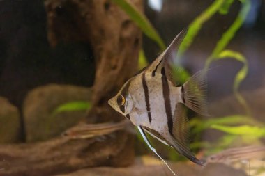 Melek balığı (Pterophyllum scalare), Amazon Havzası 'na özgüdür.