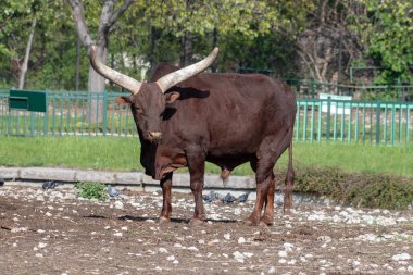 Dünyanın en büyük sığır boynuzlarına sahip Ankole Watusi inekleri.
