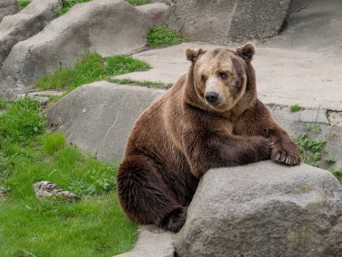 Avrasya kahverengi ayısı (Ursus arctos arctos) kayanın üzerinde