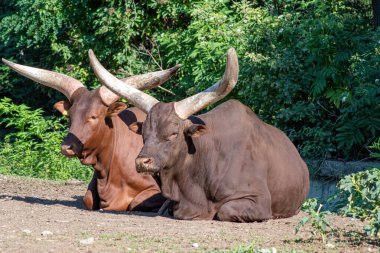 Ankole-Watusi Bos Taurus inekleri sığır için dünyanın en büyük boynuzlarına sahiptirler.