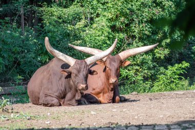 Ankole-Watusi Bos Taurus inekleri sığır için dünyanın en büyük boynuzlarına sahiptirler.