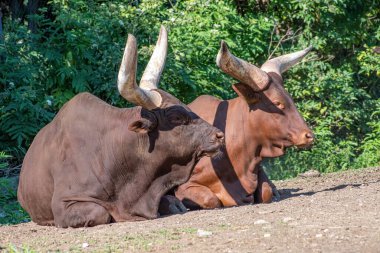 Ankole-Watusi Bos Taurus cows which have the worlds largest horns for cattle clipart