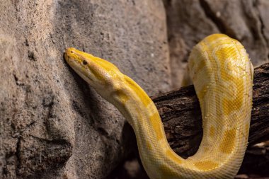 Birmanya Python 'unun (piton bivittatus) yakın plan resmi)