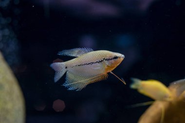 Mavi gourami ayrıca üç benekli gourami olarak da adlandırılır. Balık tarafının aşağısındaki iki siyah noktadan geliyor. Adından bahsedilen üçüncü nokta aslında balığın koyu gözüdür. Tartının genel rengi gümüş mavisi..