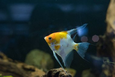 Tatlı su melek balığı ya da siyah beyaz ve sarı mermer deseni olan Marled Angelfish. Seçici odak