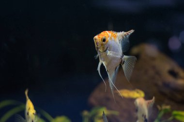 Tatlı su melek balığı ya da siyah beyaz ve sarı mermer deseni olan Marled Angelfish. Seçici odak