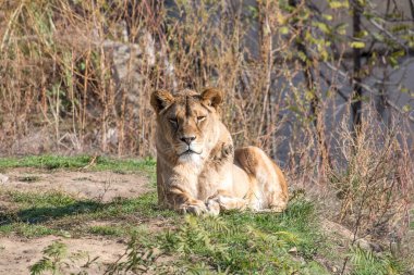 Doğanın arka planında dişi bir Afrika aslanının resmi. Vahşi Hayvanlar.