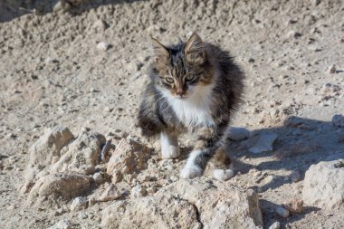 Taş zeminde vahşi ve evsiz bir kedi. Kamera karşısında terk edilmiş kedi. Kedi konsepti fotoğrafı çek. Evcil kedi kaybetti. Bir evcil hayvanın evlat edinilmesi