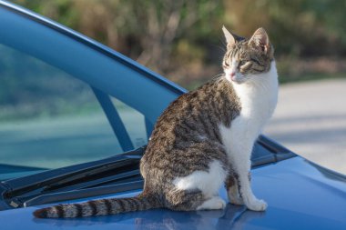 Arabadaki vahşi ve evsiz kedi. Kamera karşısında terk edilmiş kedi. Kedi konsepti fotoğrafı çek. Evcil kedi kaybetti. Bir evcil hayvanın evlat edinilmesi.