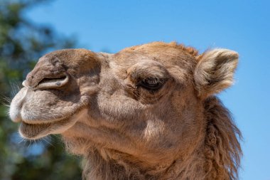 Bir dromedary 'nin yakın plan portresi (Camelus dromedarius)