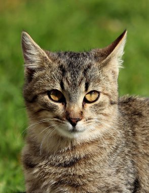 Kedi dışarıda - kedi ya da sokak kedisi, yabani kediler dışarıda