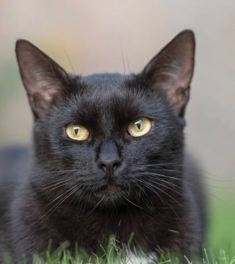 Kedi dışarıda - kedi ya da sokak kedisi, yabani kediler dışarıda