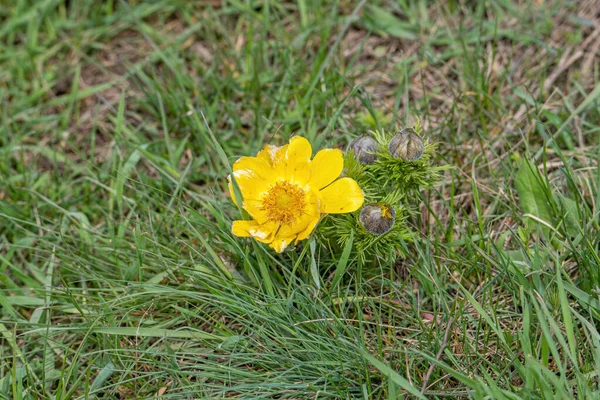 Close Falso Heléboro Adonis Vernalis Flor Primavera Sobre Fundo Verde — Fotografia de Stock