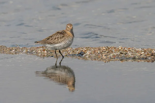 Dunlin Calidris Alpina Uccello Dunlin Sulla Riva Cerca Cibo — Foto Stock