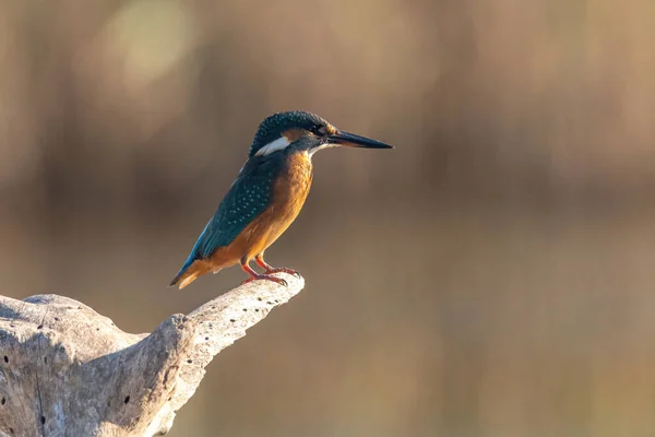 Gewone Ijsvogel Alcedo Ook Bekend Als Euraziatische Ijsvogel Rivierijsvogel Zittend — Stockfoto