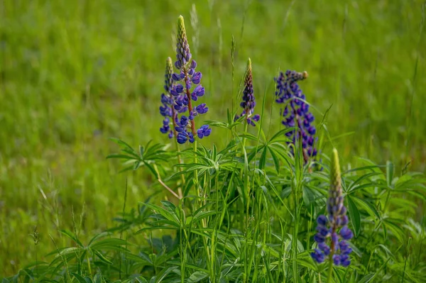 Lupine Poliphyllus Uma Planta Com Flor Pertencente Família Fabaceae Nota — Fotografia de Stock