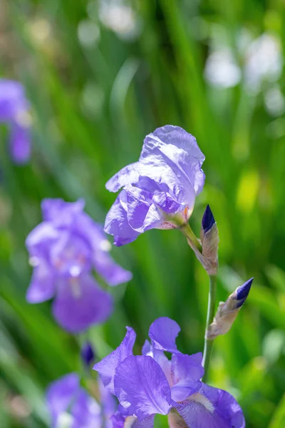 Lila Blomma Vanlig Lilja Iris Germanica Obs Grunt Skärpedjup — Stockfoto