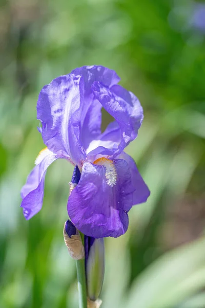 一般ユリ 菖蒲ゲルマニカ の紫色の花を咲かせます フィールドの浅い深さ — ストック写真