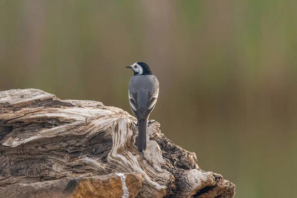 美しい白いウグイールのクローズアップ写真 Motacilla Alba — ストック写真