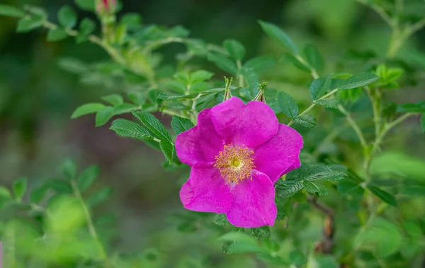 Ροζ Ρόζα Rugosa Τσαλακωμένα Φύλλα Κλαδιά Αγριολούλουδου Σημείωση Ρηχό Βάθος — Φωτογραφία Αρχείου