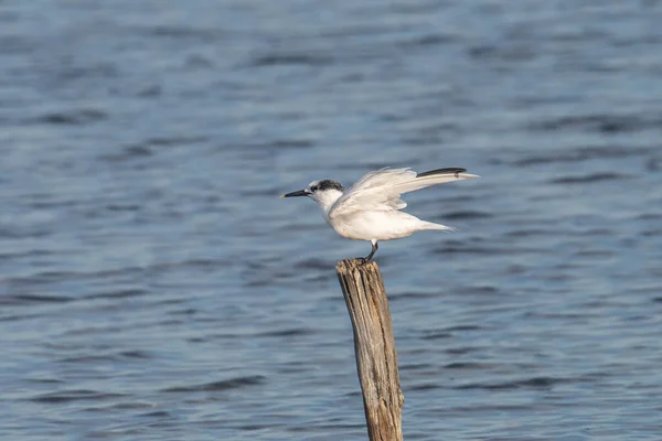 Sandwich Terns Thalasseus Sandvicensis Pomorie Salt Lake Bulgaria — Stockfoto