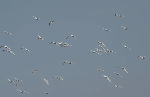 Flok Sandwichterner Thalasseus Sandvicensis Ved Pomorie Saltsø - Stock-foto