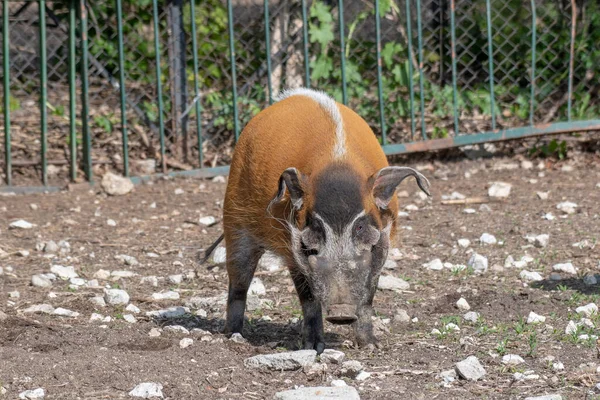 Cerdo Rojo Del Río Potamochoerus Porcus También Conocido Como Cerdo — Foto de Stock