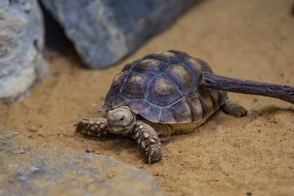 Afrika kaplumbağası (Centrochelys sulcata), Afrika 'da Sahra Çölü' nün güney ucunda yaşar..