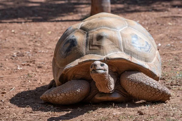 Aldabra Reuzenschildpad Aldabrachelys Gigantea Een Dierentuin — Stockfoto