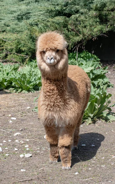 Alpaca Vicugna Pacos Species South American Camelid Similar Often Confused — Stock Photo, Image
