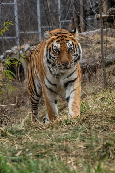 Der Amur Tiger Panthera Tigris Tigris Früher Als Sibirischer Tiger — Stockfoto