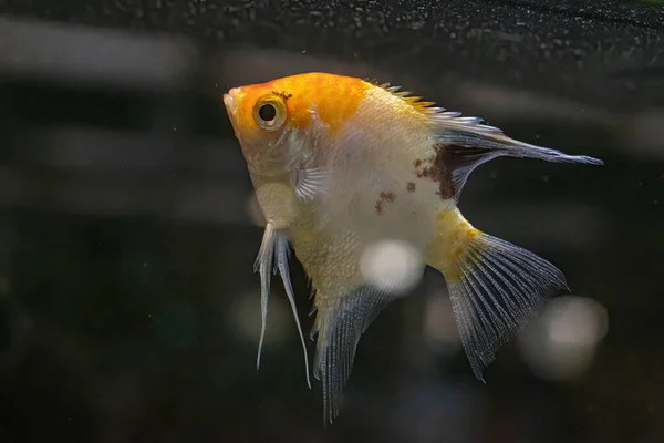 Melek Balığı Pterophyllum Scalare Amazon Havzası Özgüdür — Stok fotoğraf