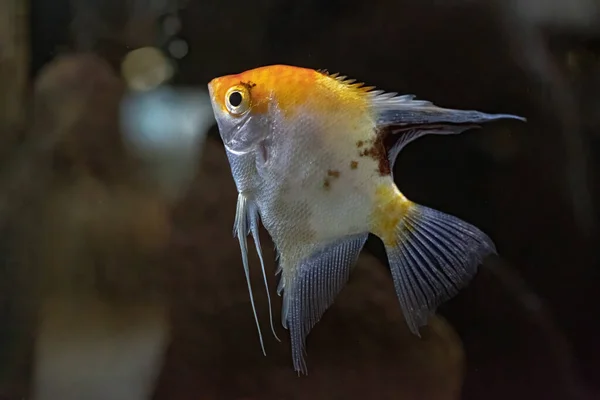 淡水天使鱼或有黑色 白色和黄色大理石纹的天使鱼 有选择的重点 — 图库照片