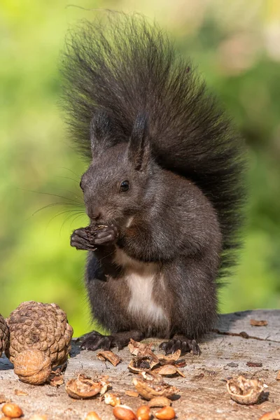 Écureuil Roux Sciurus Vulgaris Assis Sur Tronc Arbre Mangeant Une — Photo