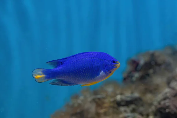 Kék Damselfish Chrysiptera Cyanea Más Néven Kék Demoiselle Zafír Ördög — Stock Fotó