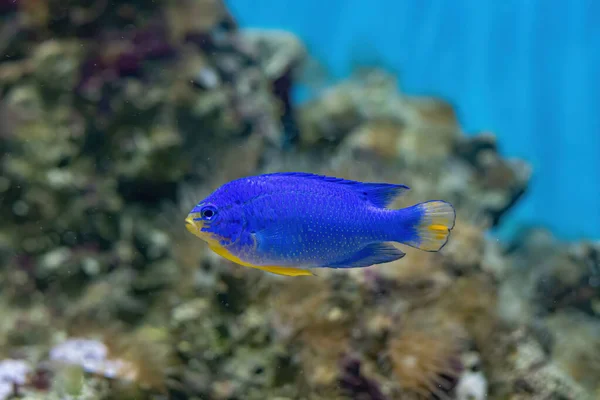 Blue Damselfish Chrysiptera Cyanea Also Known Blue Demoiselle Sapphire Devil — Foto Stock