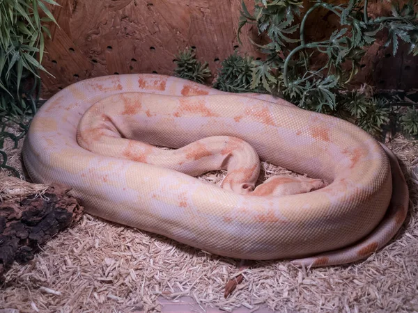 Gewöhnliche Sandboa Eryx Conicus Albinoform — Stockfoto