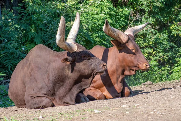 Ankole-Watusi Bos Taurus inekleri sığır için dünyanın en büyük boynuzlarına sahiptirler.