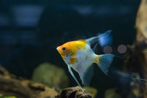 프리시 Freshwater Angelfish Marbled Angelfish 노란색이 패턴을 가지고 있습니다 선택적 — 스톡 사진