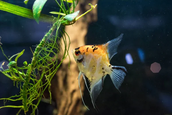 Freshwater Angelfish Marbled Angelfish Has Black White Yellow Marbled Pattern — Foto Stock