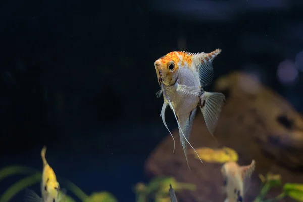 Freshwater Angelfish Marbled Angelfish Has Black White Yellow Marbled Pattern — Stockfoto