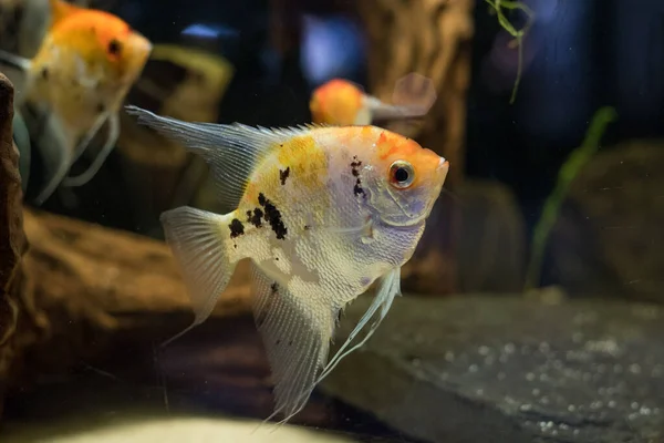 프리시 Freshwater Angelfish Marbled Angelfish 노란색이 패턴을 가지고 있습니다 선택적 — 스톡 사진