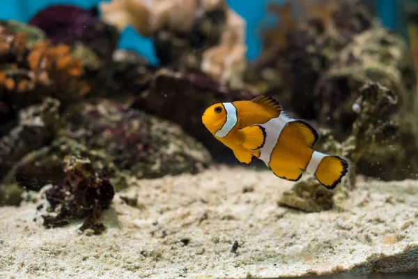 Ocellaris Clownfish Amphiprion Ocellaris Most Recognized Little Orange Saltwater Fish — Stock Photo, Image