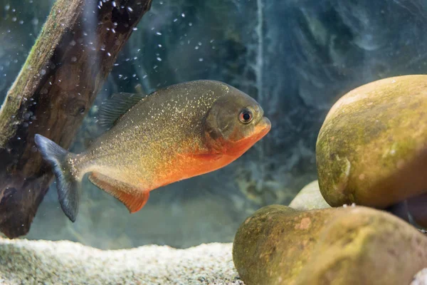 红食人鱼 Nattereri 也称为红腹食人鱼 野生动物动物 — 图库照片