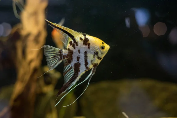 Freshwater Angelfish Marbled Angelfish Has Black White Yellow Marbled Pattern — Stockfoto