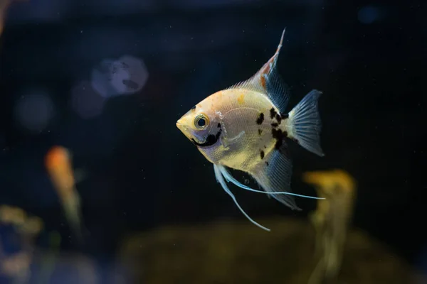 Freshwater Angelfish Marbled Angelfish Has Black White Yellow Marbled Pattern — Foto Stock